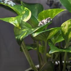 ミルキーフロッグ　国内ＣＢ　の画像