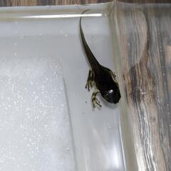 ミルキーフロッグ　国内ＣＢ　の画像