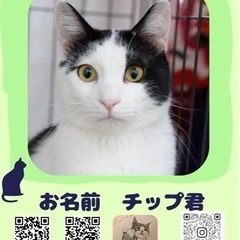 キャリーに入れて遺棄された子【譲渡会参加】