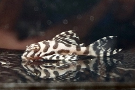 ★購入者様が決まりました【キンペコ】約4.2cm、自家産