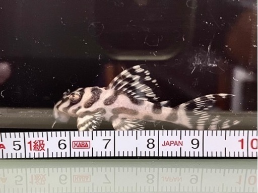 ★購入者様が決まりました【キンペコ】約4.2cm、自家産