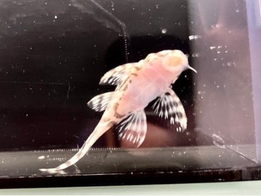 ★購入者様が決まりました【キンペコ】約4.2cm、自家産