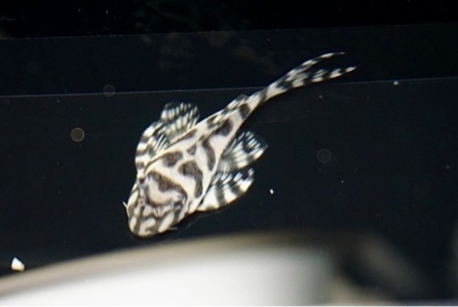 ★購入者様が決まりました【キンペコ】約4.2cm、自家産