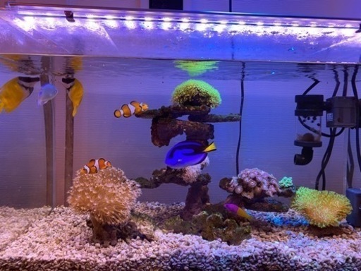 【お引取先決定】海水魚　サンゴ