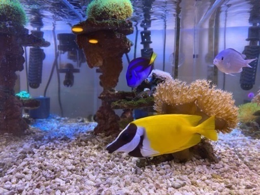 【お引取先決定】海水魚　サンゴ