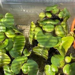 水草　ホテイ草