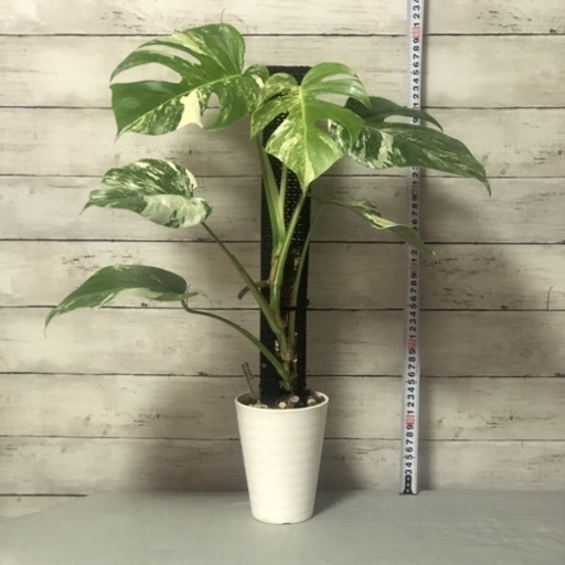 斑入りモンステラ　早い物勝ち❗️