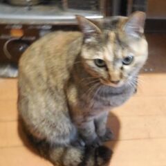一生可愛がって頂ける飼い主さんを募集しています。