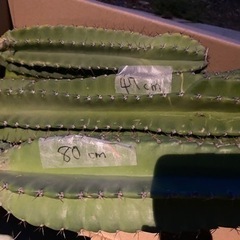 柱サボテン（写真5枚あり、鉢植えは見本）の画像