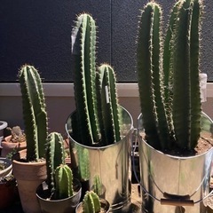 柱サボテン（写真5枚あり、鉢植えは見本）の画像