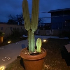 柱サボテン（写真5枚あり、鉢植えは見本）の画像