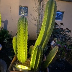 柱サボテン（写真5枚あり、鉢植えは見本）の画像
