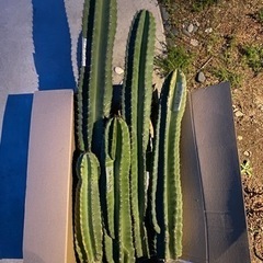 柱サボテン（写真5枚あり、鉢植えは見本）の画像