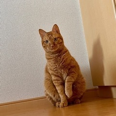 兄妹にゃんこ