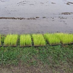 自然米作り
