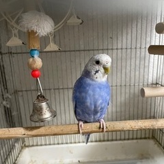 青いセキセイインコです。