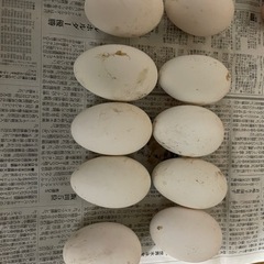有精卵ガチョウ