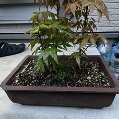 盆栽 紅葉の画像