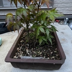 盆栽 紅葉の画像