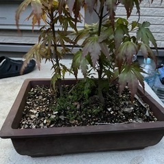 盆栽 紅葉
