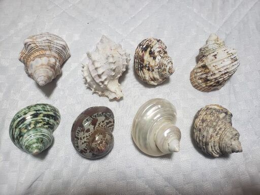 貝殻8個セット