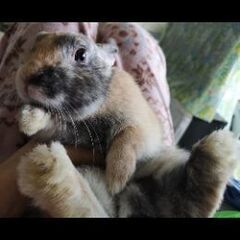 数カ月間男の子のうさちゃんを飼育してくださる方を探しております。🐰🐰