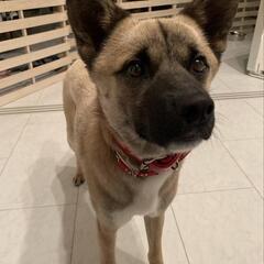 【ホクト】人馴れしている成犬里親募集!