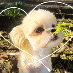 犬友達　ドッグラン等