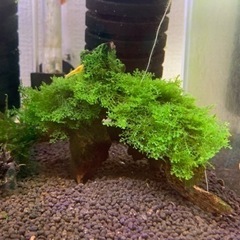 プレミアムモス