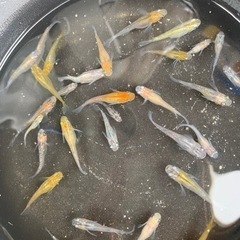 mixメダカ10匹の画像