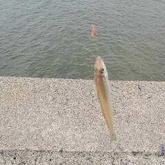 釣り教室参加者募集中♪