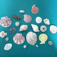 貝殻　珊瑚　石　差し上げますの画像