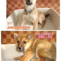 譲渡になりました、ありがとうございました