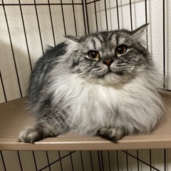 猫/ミヌエット