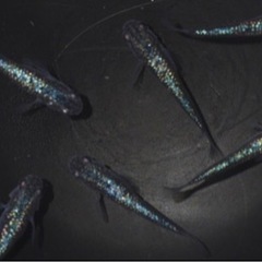 黒ラメ幹之体外光🐠の画像