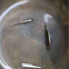黒ラメ幹之体外光🐠