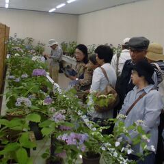 日本の自生アジサイ展
