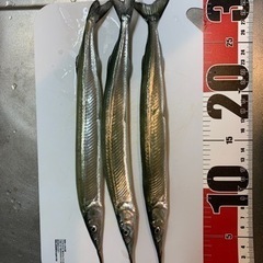 釣りしませんか！😊