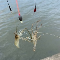 簡単！美味しい！テナガエビ釣りしましょう😊