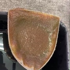 活 タマミジンコ