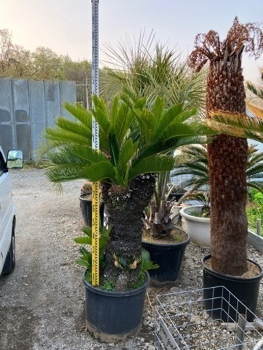 ソテツ、ソテツ3ヘット、配送費＋植え込み費コミコミ(埼玉県近県のみ！