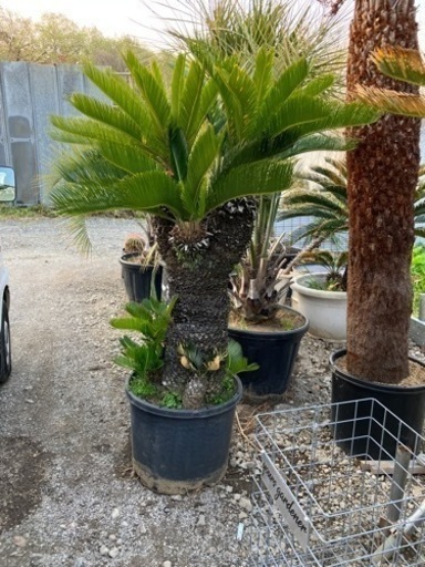 ソテツ、ソテツ3ヘット、配送費＋植え込み費コミコミ(埼玉県近県のみ！