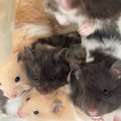 【販売済】長毛ゴールデンハムスターベビー