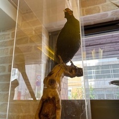 剥製の画像