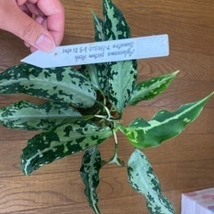 アグラオネマ TZ便 タグ付