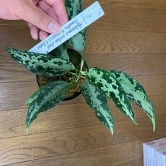 アグラオネマ TZ便 タグあり