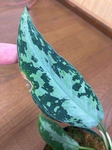 アグラオネマ　TZ便　タグあり
