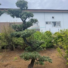 ヒイラギ