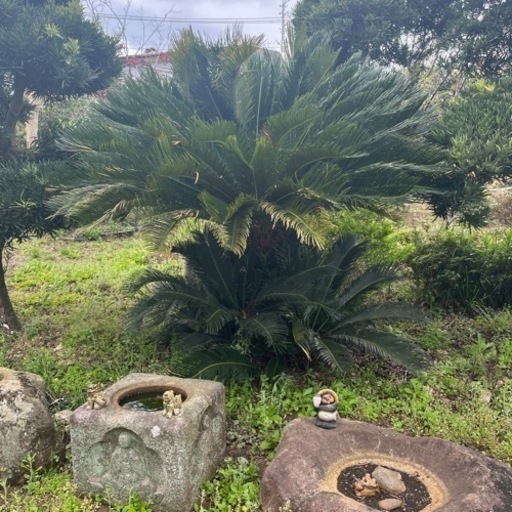 ソテツ　人気品種