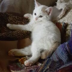 生後2ヶ月半白地にぶちの三毛子猫人見知り